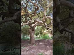 Maple feature tree. wow #maple