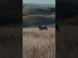 Warm September prairies! #sharptail #uplandhunting