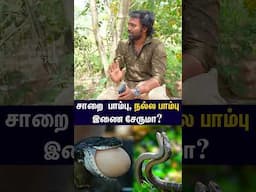 விவசாயி நண்பனா இந்த பாம்பு | சார பாம்பு vs நல்ல பாம்பு | Does snake eats egg?