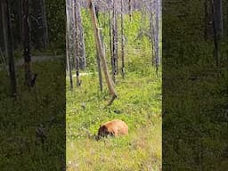 Cinnamon Bear 🐻