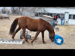 Most tricks by a HORSE! | Guinness World Records