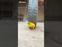 The life of a colorful chick was saved #pets #animals #shorts #minivlog #reels