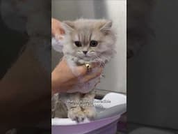 Girl With The Dogs gets a cat