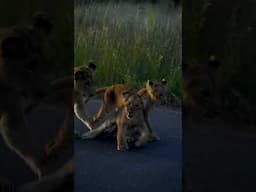 Baby Lions in Kruger #lions #wildlife #safari #southafrica