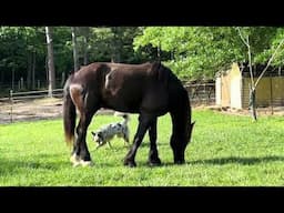 Rescue Draft- BOAZ!!! He’s enjoying his luscious green grass!