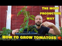 How to grow Tomatoes the most productive way in a small space