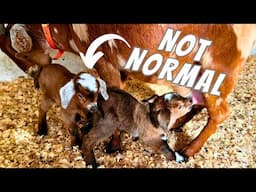 A Bunch of FIRSTS On The Farm | Goat Birth VLOG