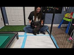 K Litter 2024 4 Weeks Old Intro Unto New Puppy Pen Growing Up Fast! Starting To Eval For Foster Home