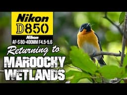 Nikon D850 + Nikon AF-S 80-400mm | Returning To Maroochy Wetlands