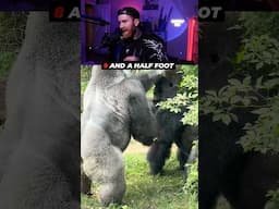 Can 100 Men Beat a Silverback Gorilla?