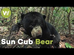 On the trail of a bear cub regaining his freedom in the Indonesian jungle
