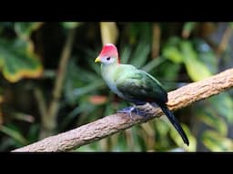 Creature Closeups: Turacos | California Academy of Sciences