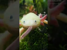 how to eat a worm.