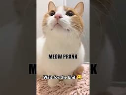 Meow Prank #funpataka #comedy #telugucomedy #funny #teluguentertainment #trending