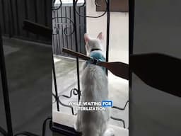 Clever Way To Stop Your Cat in Heat From Leaving Home #cats #funny