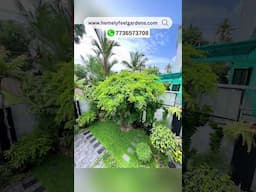 Divi Divi Tree 99₹💚🌿 Visit www.homelyfeelgardens.com or WhatsApp @7736573708 for orders💚