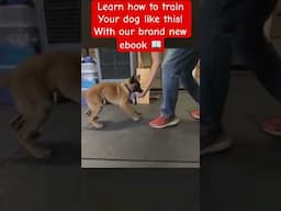 Puppy training 101