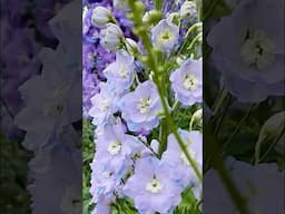 Amazing Delphiniums #shorts #gardening #templenewsam