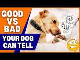 Can Dogs Sense Good or Bad People?🐶The Truth Will Shock You!