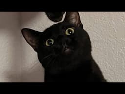 😂 Funniest Cats And Other Animals Videos 😺🐶 || 🥰😹 Hilarious Compilation №729