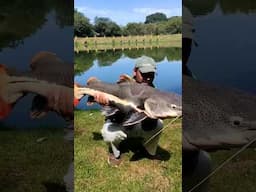 esse é o Peixe Gordo!  @tvdapesca      @pesqueiropexegordo #pescaesportiva