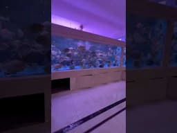 Giant fish tank in Beijing #aquariumfish #aquariumfish #aquarium