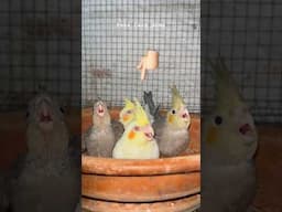 Cockatiel baby growth #birds #lovebirds #viralvideo #shorts #petscarehome