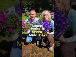 5 Reasons Why You Should Add Senetti Pericallis to Your Garden This Spring