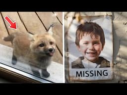 After My Son Disappeared, A Fox Appeared Each Morning. What It Led Us To Shocked Us