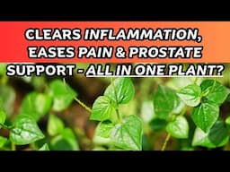 Surprising Medicinal Uses of Rat Ears (Peperomia Pellucida) / Earth’s Medicine