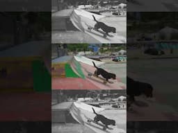 Increíble perra salchicha Skater!!! #skateboarding #skate #perros #perro #mascotas