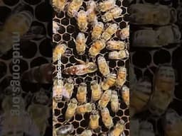 big black queen #newfoundland #beekeeping