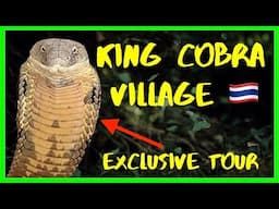 Inside Thailand’s KING COBRA VILLAGE 🐍 Where people raise KING COBRAS in Their Homes!