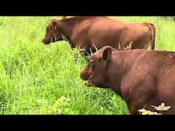 Greg Judy is pleased with the recent rains and abundant growth of fresh forage.