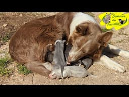Les chiots d'OLMEDA âgés de 2 jours