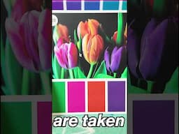 COLOR PALETTE ART CHALLENGE! (Using Sarah Renae Clark's Color Cube) #shorts #coloring