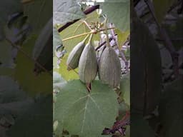 #బీరకాయ #ridgegourd #बियर #healthbenefits #tips #juice #uses #vegetables #sugarpatients #good #food