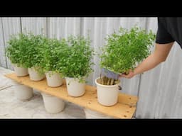 Neighbors will be jealous when they see you grow coriander like this.