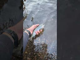 Fishing and biking in the canyon #shorts #shortvideo #fishing #bike #mountains #camping #outdoors