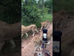 Lions UP CLOSE!!!!! #lion #closeup #safari #wildlife