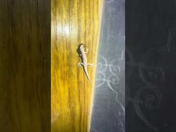 The gecko got his insect prey!