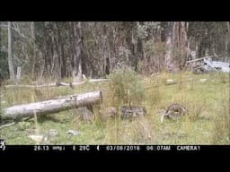Choughs 1 Trail Camera By Keith H  Burgess