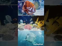 Sea Creatures in Mexico #shorts #explore #travel