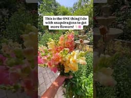 This is the ONE thing I do with snapdragons to get more flowers! 🌸