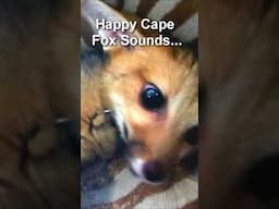 Cape Fox Happy Wails (First Pet Cape Fox on Youtube) #pets