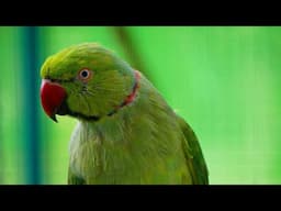Beautiful Ringneck Parrot on Molting - Talking Parrot