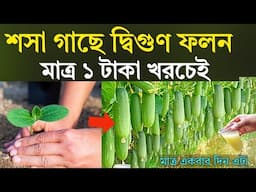 মাত্র ১ টাকা খরচেই - শসা গাছে দ্বিগুণ ফলন হবে - দ্রুত শসার ফলন পেতে করনীয় - শসা চাষ পদ্ধতি