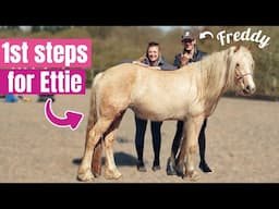 My 3 Year Old Horse Starts Her Education