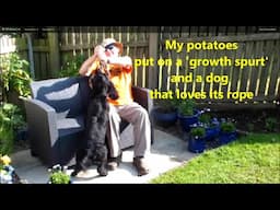 Grow potatoes in buckets  We've had a potato 'growth spurt' and a dog that loves it's rope.