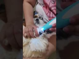 PET FOOT LED SHAVER FOR DOG AND CAT| DANIELLE RAE NICOLE